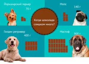 Чи можна собакам давати шоколад і якщо немає, то чому відповіді (собакам) Чи можна собакам давати шоколад і якщо немає, то чому відповіді