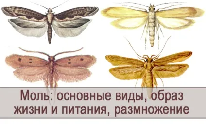 Моль основні види, спосіб життя і харчування, розмноження, фото (життя) Моль основні види, спосіб життя і харчування, розмноження, фото