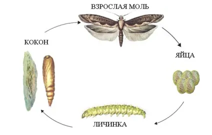 Моль основні види, спосіб життя і харчування, розмноження, фото (моль) Моль основні види, спосіб життя і харчування, розмноження, фото