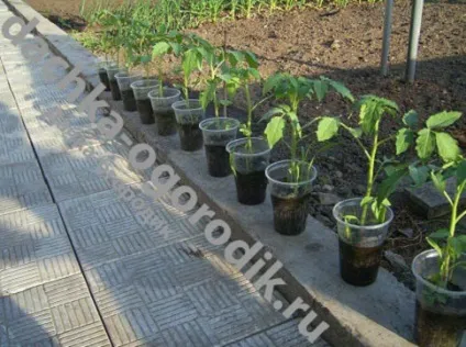Чи можна обприскувати помідори сироваткою для підгодівлі і від фітофтори (помідори) Чи можна обприскувати помідори сироваткою для підгодівлі і від фітофтори