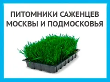 Муха на ожині що робити і профілактика появи (муха) Муха на ожині що робити і профілактика появи