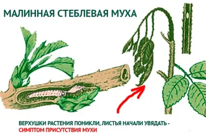 Муха на ожині що робити і профілактика появи (профілактика) Муха на ожині що робити і профілактика появи