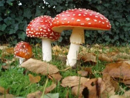 Мухомор червоний, лікування (лікування) Мухомор червоний, лікування