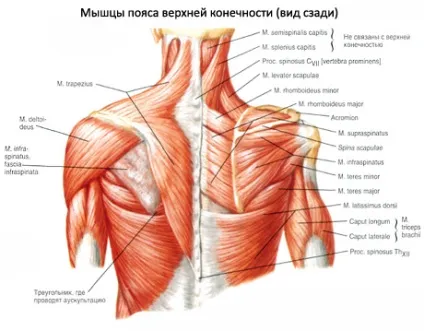 Надостная і подостная м'язи, компетентно про здоров'я на ilive (подостная) Надостная і подостная м'язи, компетентно про здоров'я на ilive