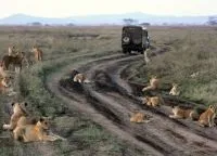 Національний парк Серенгеті, serengeti national park (park) Національний парк Серенгеті, serengeti national park