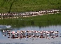 Національний парк Серенгеті, serengeti national park (park) Національний парк Серенгеті, serengeti national park