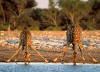 Національний парк Серенгеті, serengeti national park (Серенгеті) Національний парк Серенгеті, serengeti national park