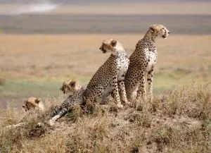 Національний парк Серенгеті, serengeti national park (парк) Національний парк Серенгеті, serengeti national park
