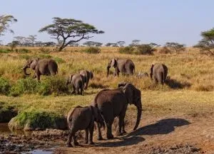 Національний парк Серенгеті, serengeti national park (Національний парк Серенгеті) Національний парк Серенгеті, serengeti national park