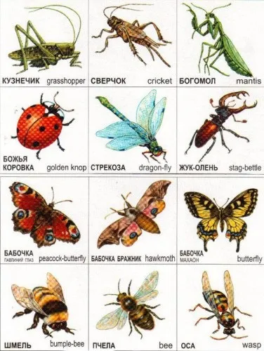 Комахи для дітей