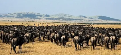 Національний парк Серенгеті, serengeti national park (park) Національний парк Серенгеті, serengeti national park