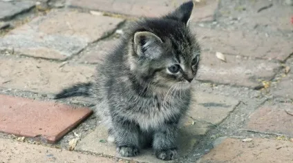 Знайшли новонародженого кошеняти що робити (новонароджений кошеня) Знайшли новонародженого кошеняти що робити