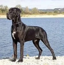 Німецький дог