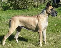 Німецький дог