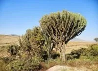 Нгоронгоро, ngorongoro