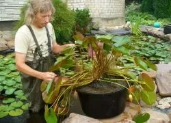 Німфея - посадка і догляд в ставку (німфея) Німфея - посадка і догляд в ставку