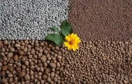 Ноліна пересадка і розмноження (Можливі проблеми вирощуванням) Ноліна пересадка і розмноження