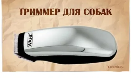 Чи не встають вуха у йорка, коли у йорка встають вуха (кальцій глюкозамін хондроїтин) Чи не встають вуха у йорка, коли у йорка встають вуха