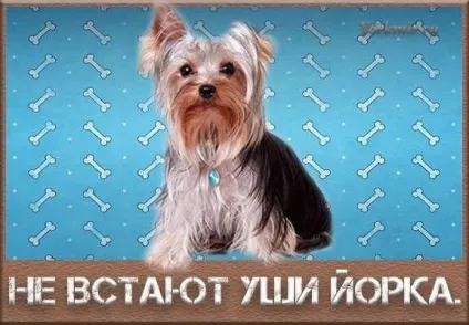 Чи не встають вуха у йорка, коли у йорка встають вуха (встають) Чи не встають вуха у йорка, коли у йорка встають вуха