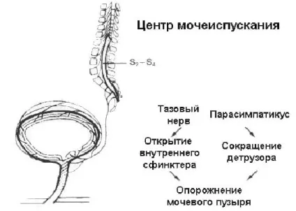 Нейрогенний сечовий міхур у дітей види, причини, симптоми, діагностика, лікування та профілактика (сечовий) Нейрогенний сечовий міхур у дітей види, причини, симптоми, діагностика, лікування та профілактика