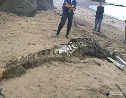 Небачене морське чудовисько (11 фото), осі світу (фото) Небачене морське чудовисько (11 фото), осі світу