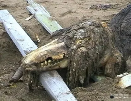 Небачене морське чудовисько (11 фото), осі світу (морське) Небачене морське чудовисько (11 фото), осі світу