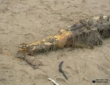 Небачене морське чудовисько (11 фото), осі світу (морське) Небачене морське чудовисько (11 фото), осі світу