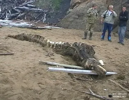 Небачене морське чудовисько (11 фото), осі світу (чудовисько) Небачене морське чудовисько (11 фото), осі світу