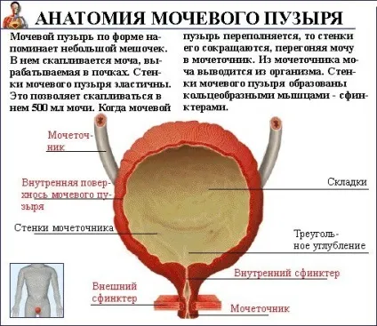 Нейрогенний сечовий міхур у дітей види, причини, симптоми, діагностика, лікування та профілактика (дітей) Нейрогенний сечовий міхур у дітей види, причини, симптоми, діагностика, лікування та профілактика