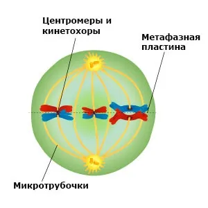 Утворення дочірніх клітин в процесі мітозу і мейозу
