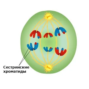 Утворення дочірніх клітин в процесі мітозу і мейозу