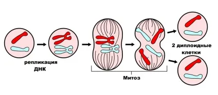 Утворення дочірніх клітин в процесі мітозу і мейозу