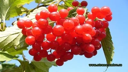 Обрізка кущів калини навесні і восени (восени) Обрізка кущів калини навесні і восени