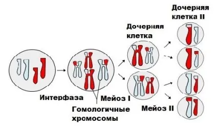 Утворення дочірніх клітин в процесі мітозу і мейозу
