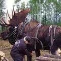 Якщо лікарі вчилися так само, як я, то я вважатиму за краще подорожник (лікарі вчилися за краще подорожник) Якщо лікарі вчилися так само, як я, то я вважатиму за краще подорожник