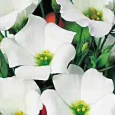Еустома (лізіантус) як вирощувати з насіння, правильна посадка і догляд в домашніх умовах (домашніх) Еустома (лізіантус) як вирощувати з насіння, правильна посадка і догляд в домашніх умовах