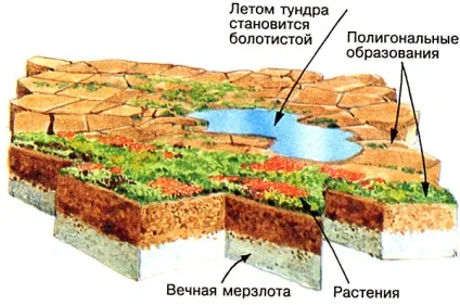 екосистема тундри