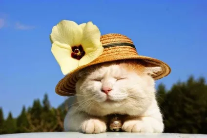 Ці 35 котів проводять літо краще, ніж ви! (Літо) Ці 35 котів проводять літо краще, ніж ви!