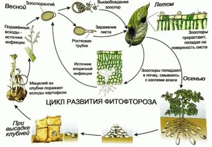 Ефективна обробка теплиці від фітофтори восени кошти для дезінфекції, застосування залізного (дезінфекції) Ефективна обробка теплиці від фітофтори восени кошти для дезінфекції, застосування залізного