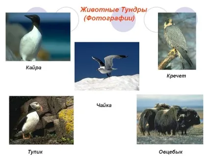 екосистема тундри