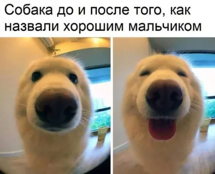 Якщо лікарі вчилися так само, як я, то я вважатиму за краще подорожник (подорожник) Якщо лікарі вчилися так само, як я, то я вважатиму за краще подорожник