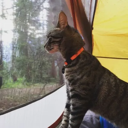 Ці 35 котів проводять літо краще, ніж ви! (Літо) Ці 35 котів проводять літо краще, ніж ви!