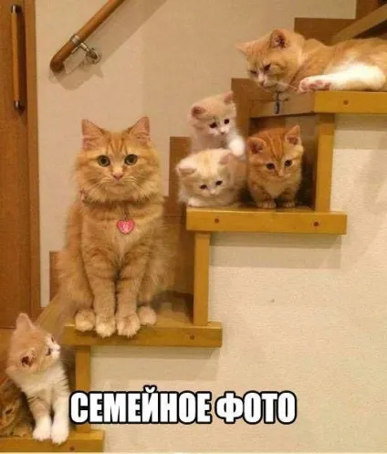 Якщо лікарі вчилися так само, як я, то я вважатиму за краще подорожник (веселі історії) Якщо лікарі вчилися так само, як я, то я вважатиму за краще подорожник