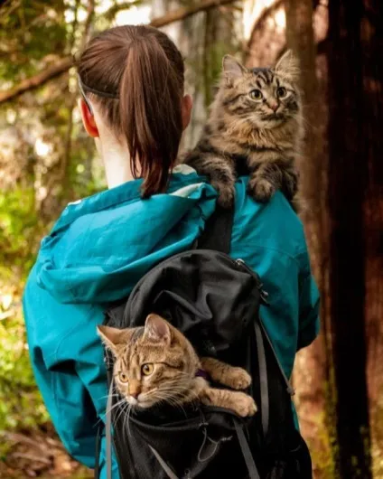 Ці 35 котів проводять літо краще, ніж ви! (Літо) Ці 35 котів проводять літо краще, ніж ви!
