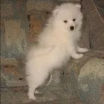 Опис породи собак японський шпіц (japanese spitz) Опис породи собак японський шпіц