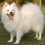 Опис породи собак японський шпіц (japanese spitz) Опис породи собак японський шпіц