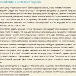 Опис породи собак японський шпіц (japanese spitz) Опис породи собак японський шпіц