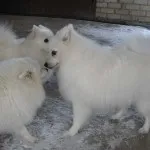 Опис породи собак японський шпіц (japanese spitz) Опис породи собак японський шпіц