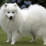 Опис породи собак японський шпіц (japanese spitz) Опис породи собак японський шпіц