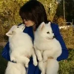Опис породи собак японський шпіц (собак) Опис породи собак японський шпіц